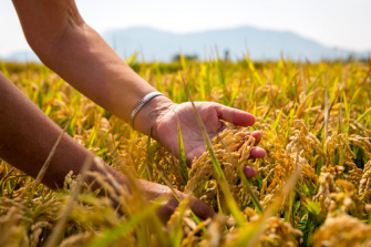 El mundo puede producir más arroz sin dañar el medio ambiente, según un estudio