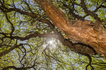 Día Internacional del Árbol: los ecosistemas andinos son la primera línea de defensa frente al cambio climático
