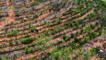 Los agricultores que convirtieron un desierto en un bosque