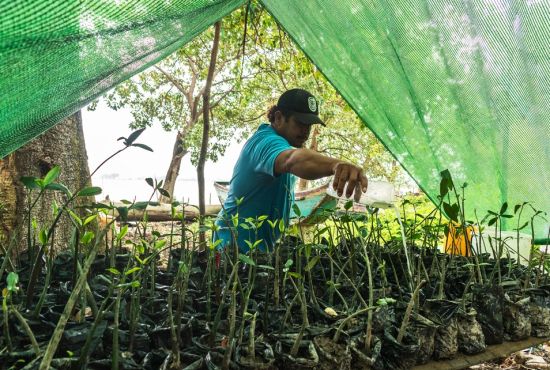 Guardianes del manglar: las comunidades que están transformando la conservación en Ecuador
