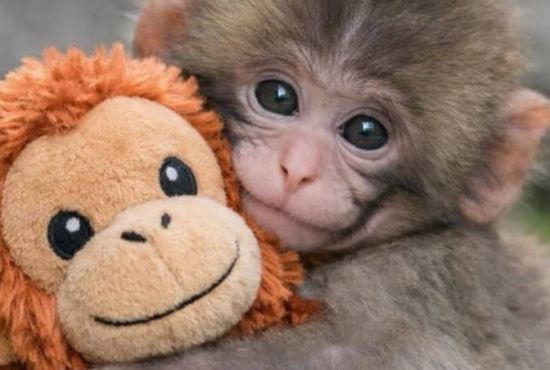 Punch: el pequeño macaco que nos recuerda que la verdadera fortaleza nace de volver a intentarlo